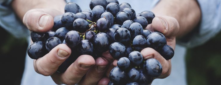 Hands holding blueberries