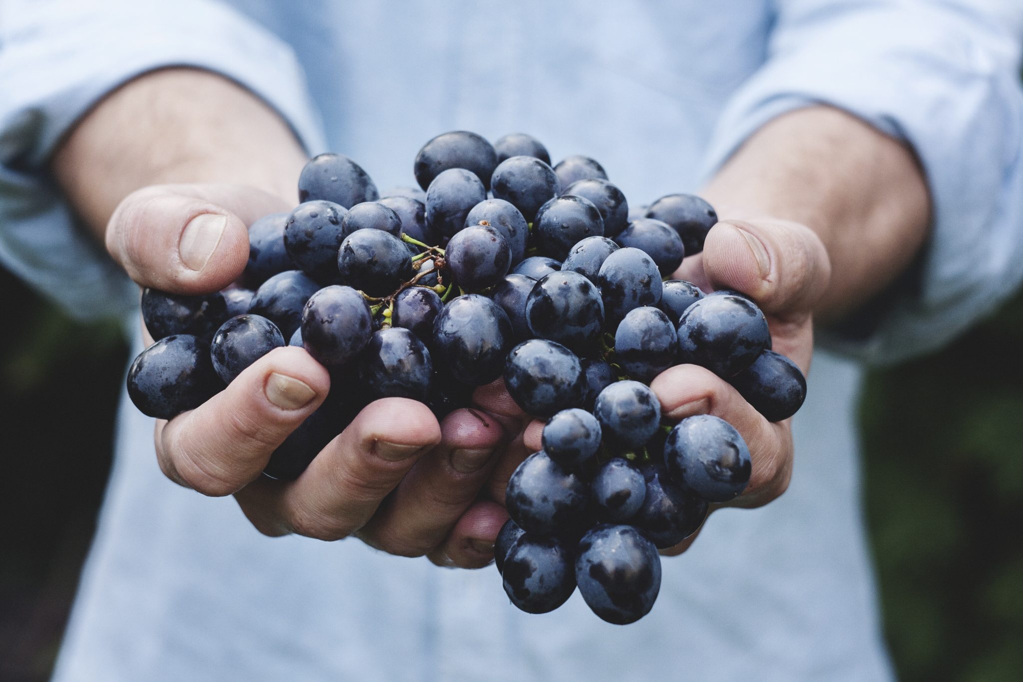 Hands holding blueberries