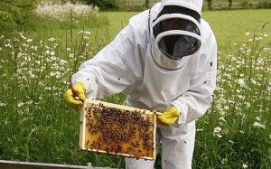 Bee Keeping Course Madison