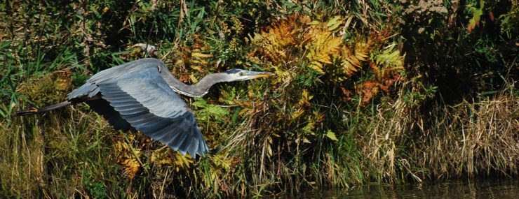 Great blue heron, Pheasant Branch Conversancy